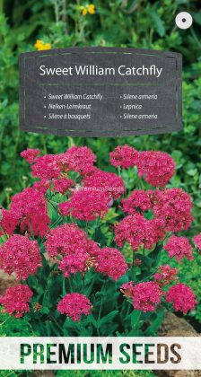 Silene armeria - semillas