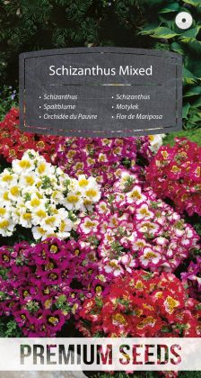 Orchidée du Pauvre Mélange - semences