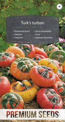 Calabaza Decorativa Turbante Turco - semillas