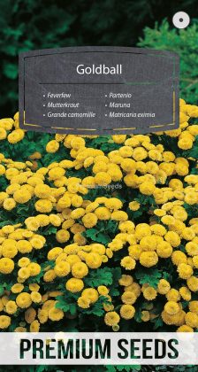 Grande camomille Goldball - semences