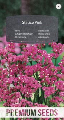 Statice Sinuata Rosa - semi