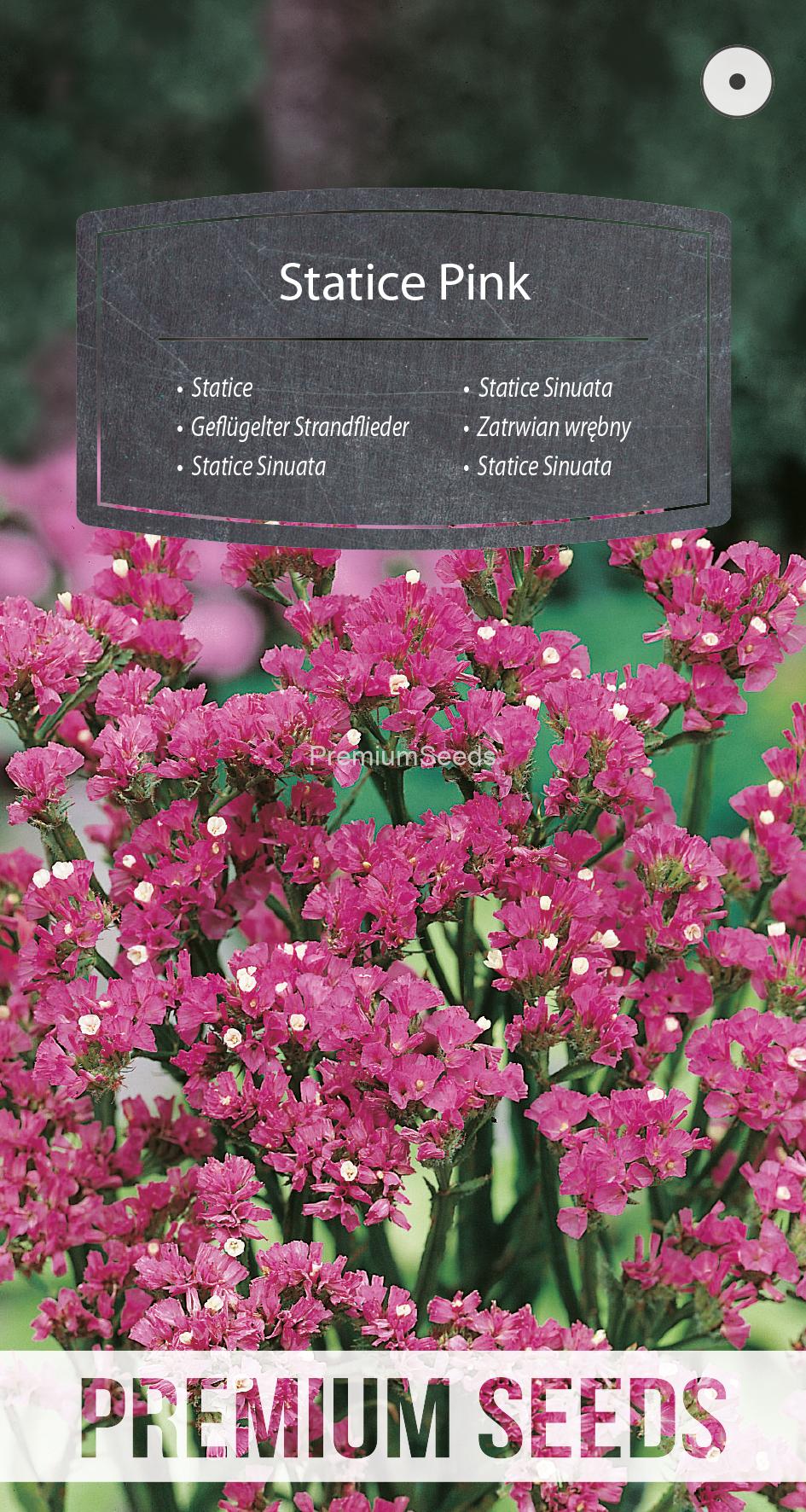 WORLD 14005774PA.indd Statice Sinuata Rosa - semi