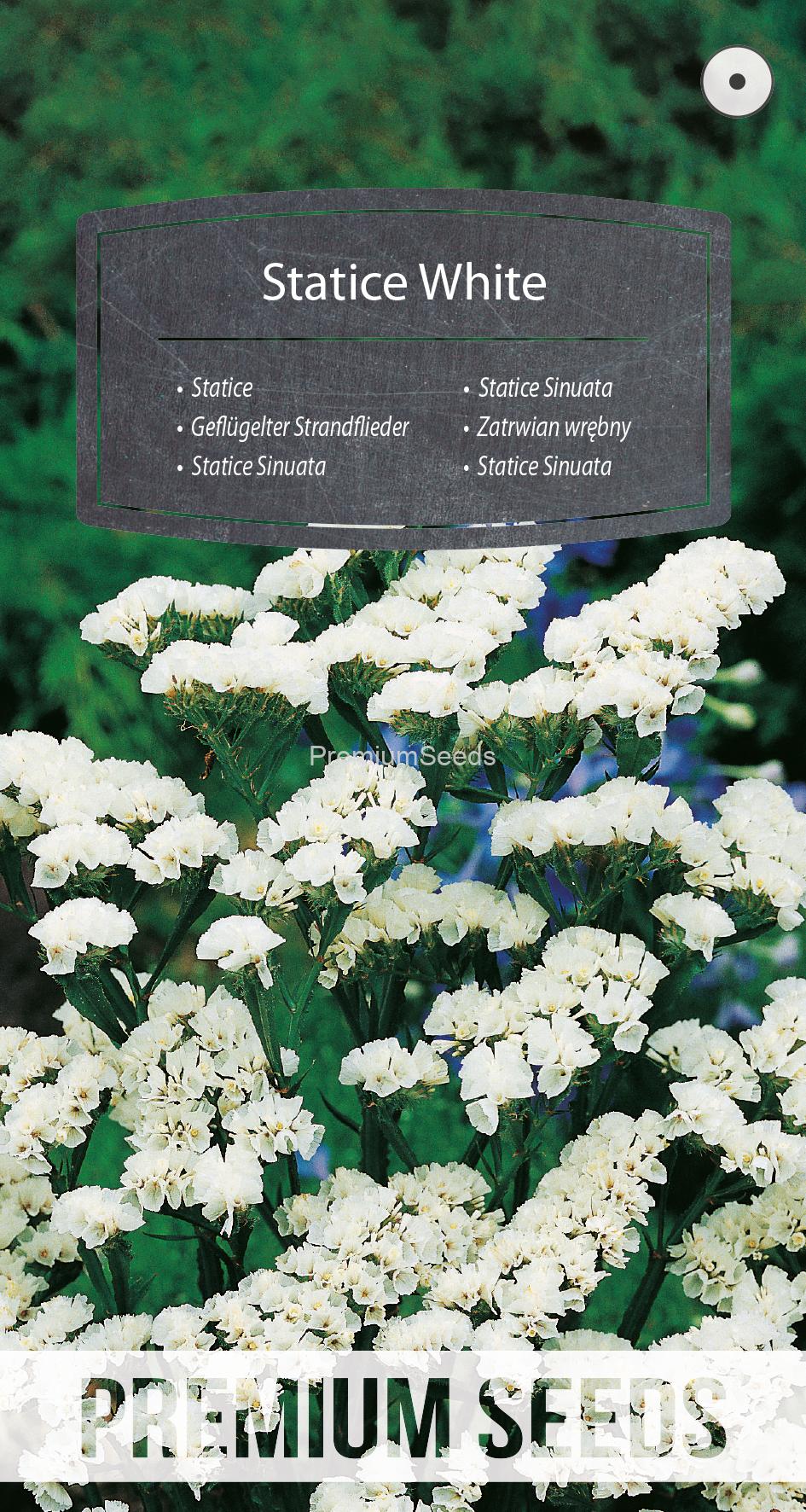 WORLD 14005780PA.indd Statice Sinuata Blanco - semillas