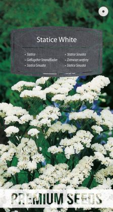 Statice Sinuata Blanc - semences