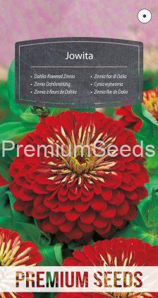 Zinnia flor de Dalia Jowita - semillas