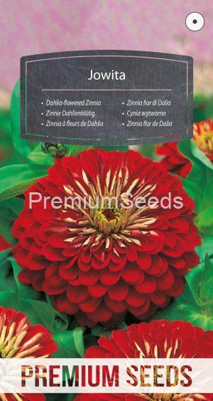 Zinnia à fleurs de Dahlia Jowita - semences