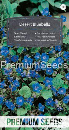 Phacelia campanularia - semi