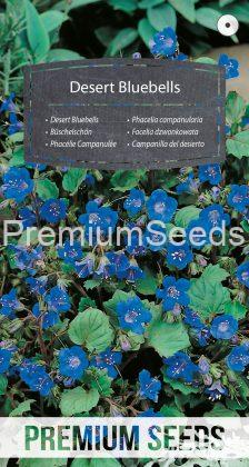 Phacelia campanularia - semi