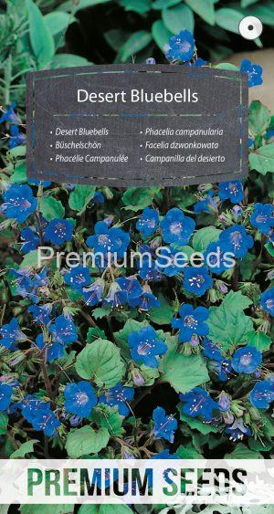 Phacelia campanularia - semi