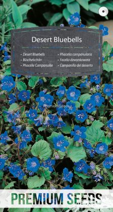 Campanilla del desierto - semillas