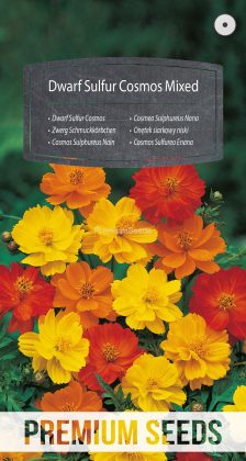 Cosmos Sulphureus Nain Mélange - semences