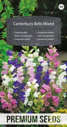 Campanula medium Miscuglio - semi