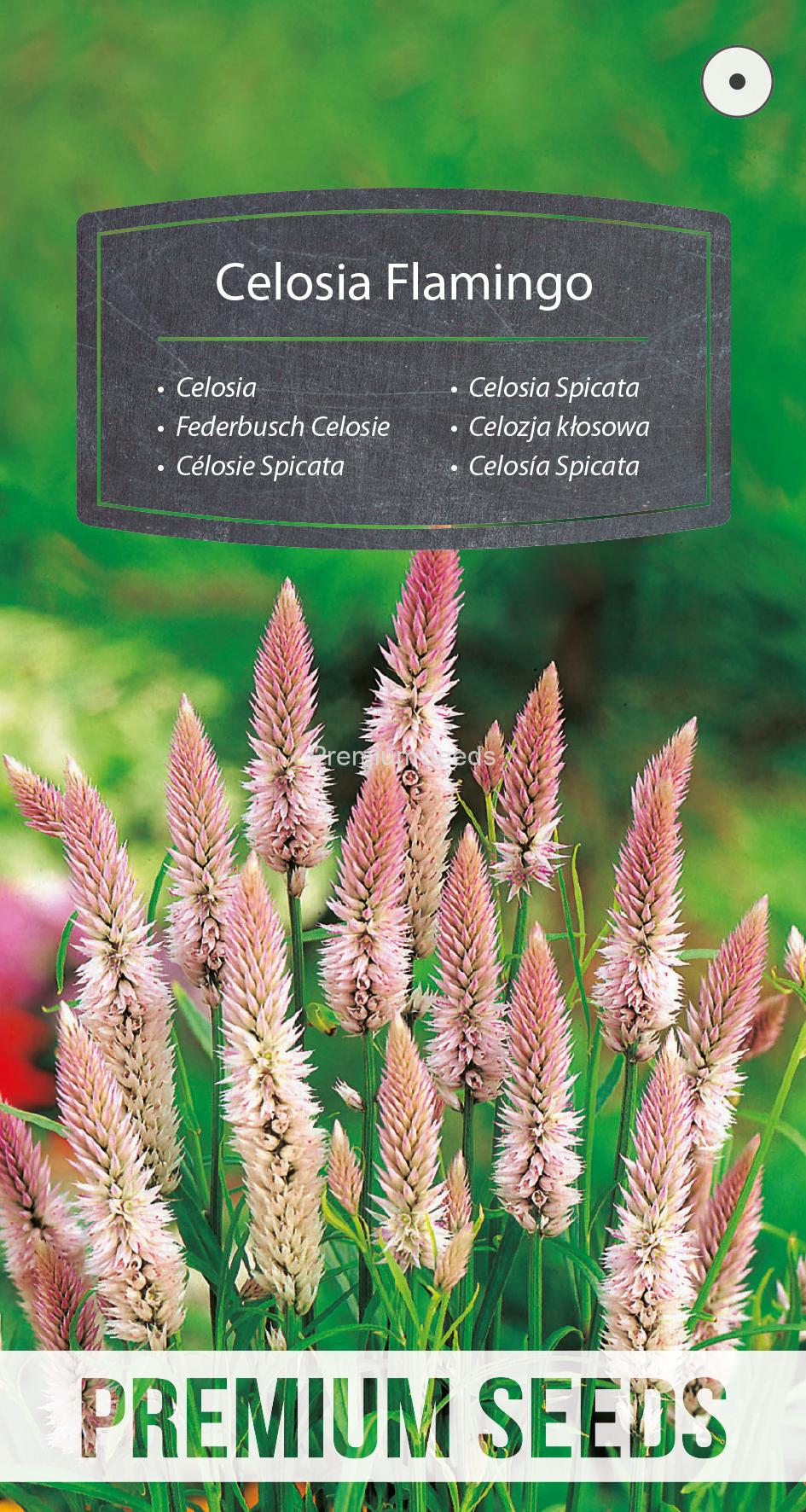 WORLD 14018472PA.indd Celosia Spicata Flamingo - semi