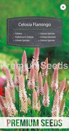 Celosía Spicata Flamingo - semillas