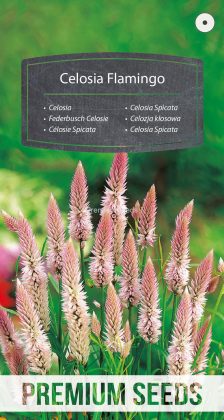 Celosía Spicata Flamingo - semillas