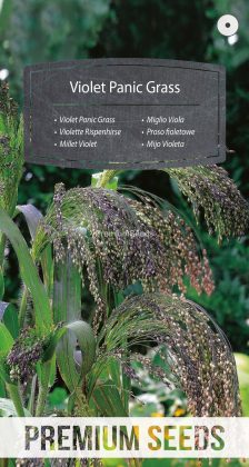 Millet Violet - semences