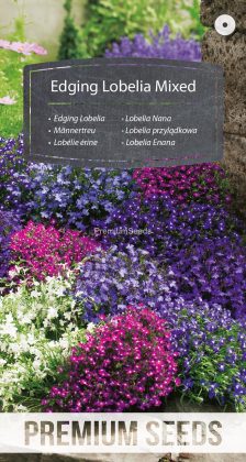 Lobelia Enana Variada - semillas