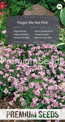 Myosotis des Alpes Rose - semences