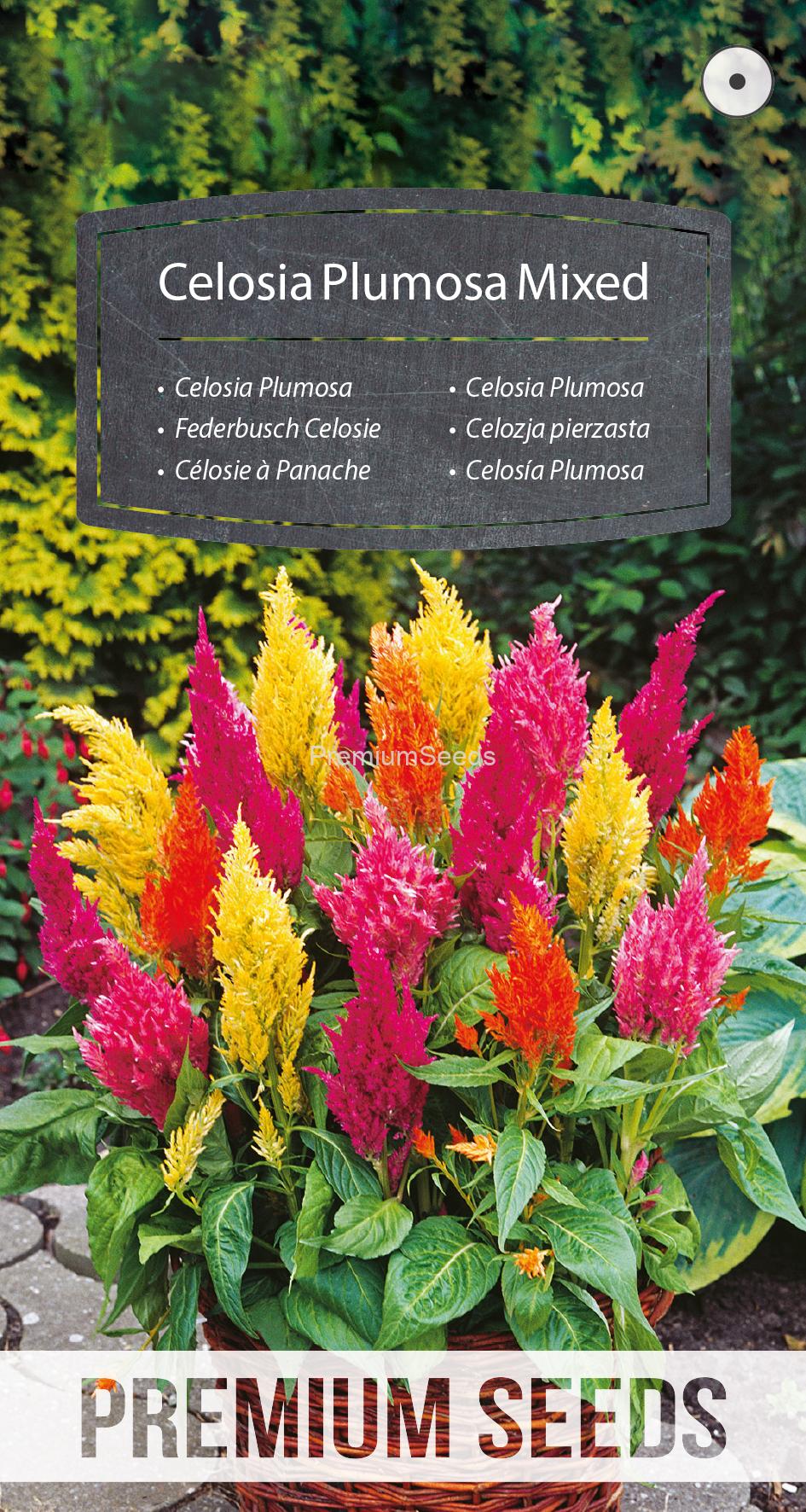 WORLD 14177296PA.indd Celosia Plumosa Miscuglio - semi