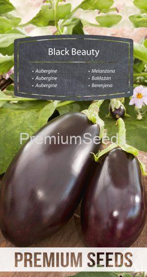 Aubergine Black Beauty - semences