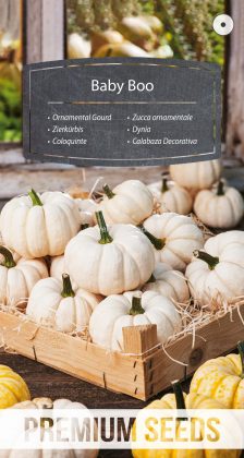 Zucca ornamentale Baby Boo - semi