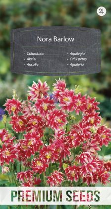 Aquilegia Nora Barlow - semi