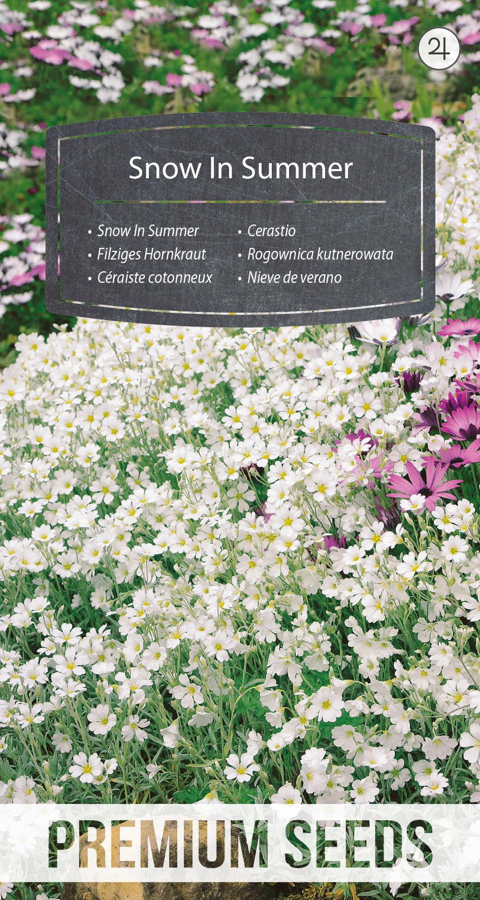 WORLD N 090 7522.indd Céraiste cotonneux - semences