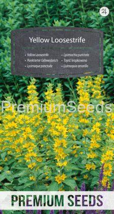 Lysimachia punctata - semi