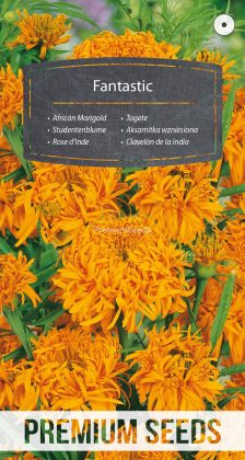 Rose d'Inde Fantastic - Orange - semences