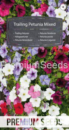 Pétunia Retombant Mélange - semences