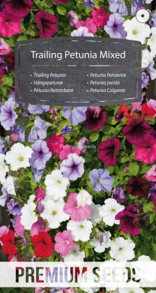 Pétunia Retombant Mélange - semences