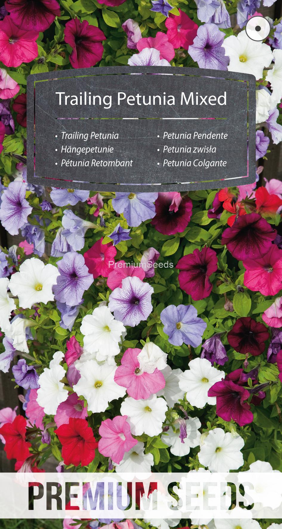 WORLD N 151 1347.indd Pétunia Retombant Mélange - semences