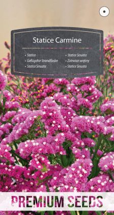 Statice Sinuata Carminio - semi