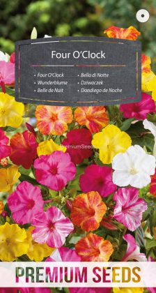 Belle de Nuit - semences