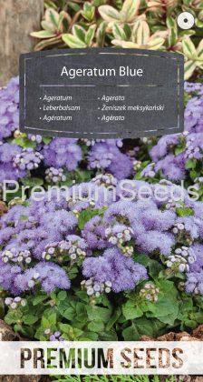 Agératum Bleu - semences