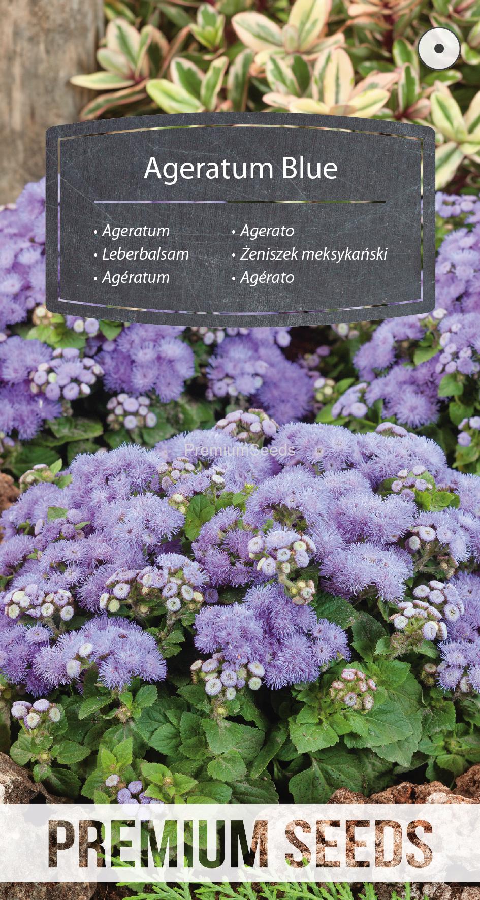 WORLD N 152 3444.indd Agératum Bleu - semences