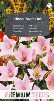 Campanilla china Rosa - semillas