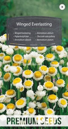Ammobium alatum - semi