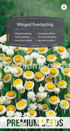 Ammobium alatum - semillas