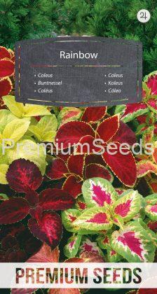 Coleus Rainbow - semi