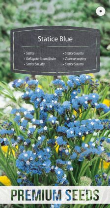 Statice Sinuata Blu - semi