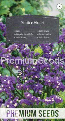 Statice Sinuata Viola - semi