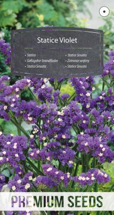 Statice Sinuata Viola - semi