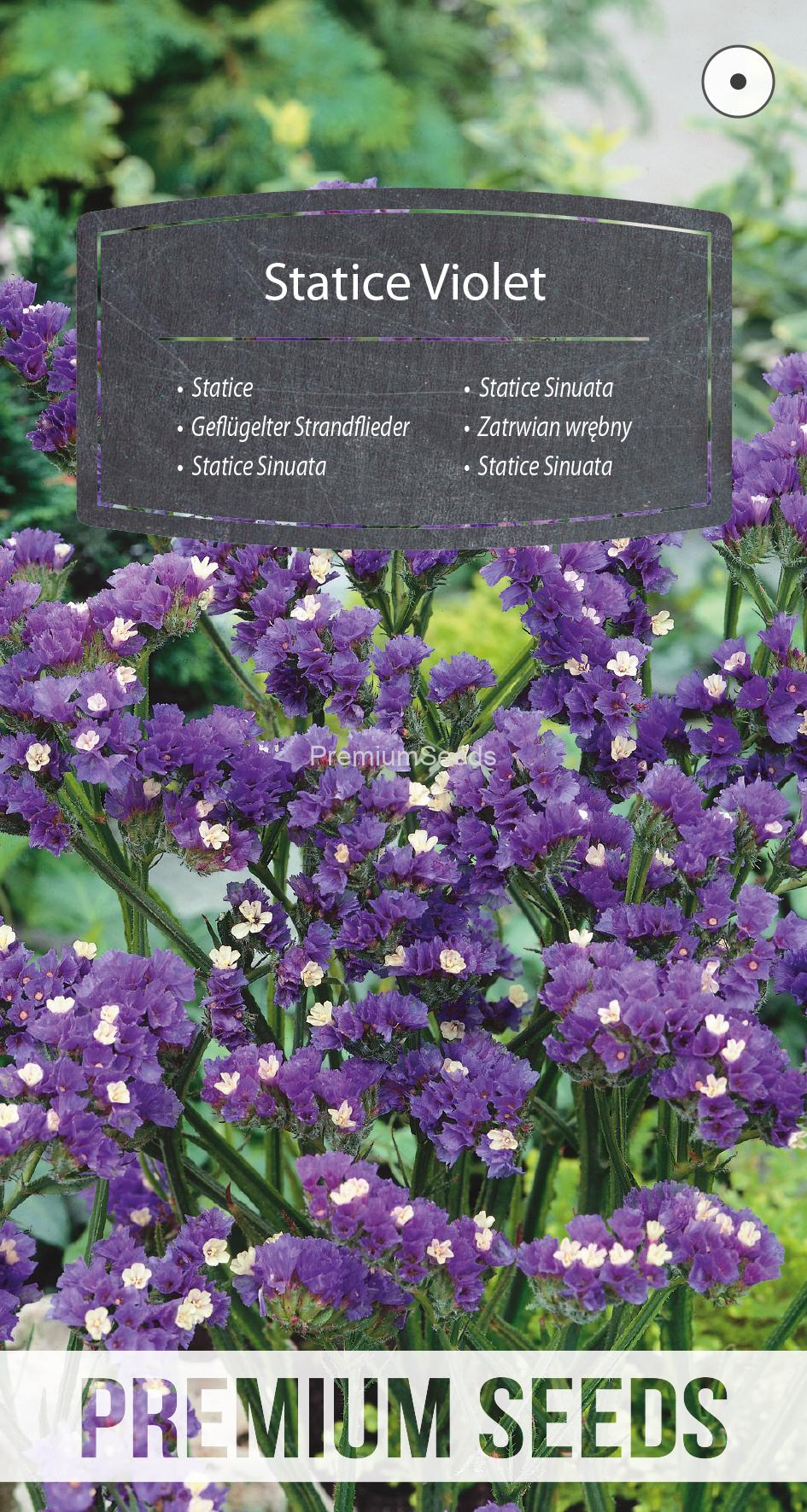 WORLD N 91 91 09.indd Statice Sinuata Violet - semences