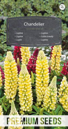 Lupin Chandelier - semences