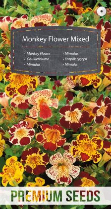 Mimulus Miscuglio - semi