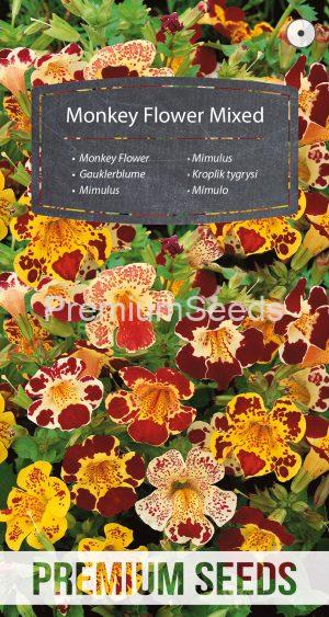 Mimulus Mélange - semences