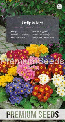 Primula Maggiore Miscuglio - semi