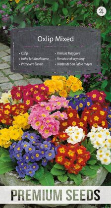 Primula Maggiore Miscuglio - semi