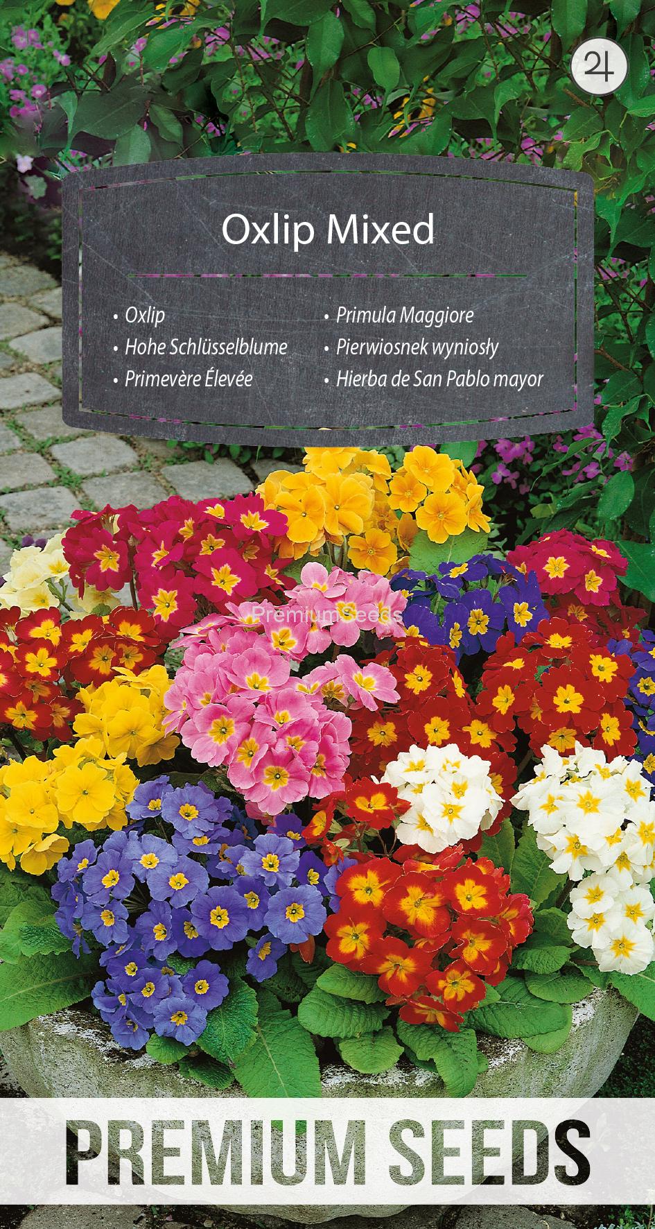 WORLD N 92 64 53.indd Primevère Élevée Mélange - semences